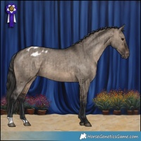 Horse Color:Brown Dun Varnish Brindle 