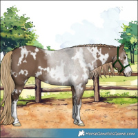 Horse Color:White Spotted Liver Red Dun 