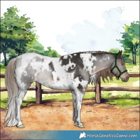 Horse Color:White Spotted Liver Chestnut Tobiano Rabicano 