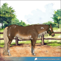 Horse Color:White Spotted Chocolate Palomino Tobiano 