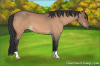 Horse Color:Bay Roan Dun 