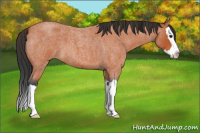 Horse Color:Bay Roan Splash