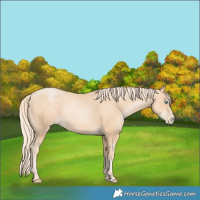Horse Color:Gold Champagne Pearl Sabino Rabicano