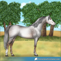 Horse Color:Gray Liver Chestnut Tobiano