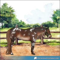 Horse Color:White Spotted Liver Chestnut