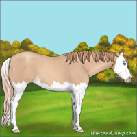 Horse Color:Gold Champagne Roan Splash Varnish 