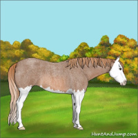 Horse Color:Red Roan Splash