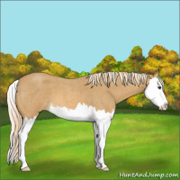 Horse Color:Palomino Roan Splash