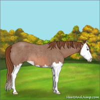 Horse Color:Red Roan Splash