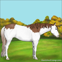 Horse Color:Red Roan Splash 