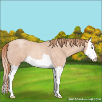 Horse Color:Gold Champagne Roan Splash