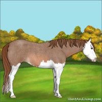 Horse Color:Red Roan Splash