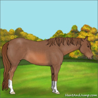 Horse Color:Red Roan 