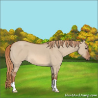 Horse Color:Red Dun Roan 