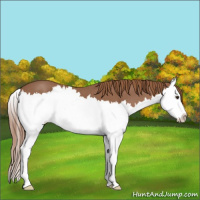 Horse Color:Red Roan Splash