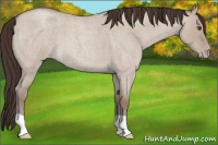 Horse Color:Classic Champagne Roan Dun