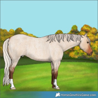 Horse Color:Silver Bay Roan Dun 