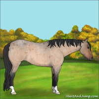 Horse Color:Bay Roan Dun