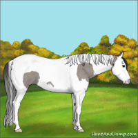 Horse Color:Grullo Roan Splash Tobiano