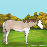 Horse Color:Red Dun Roan Splash