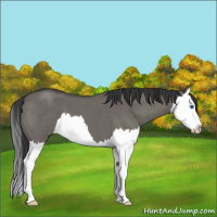 Horse Color:Grullo Roan Splash