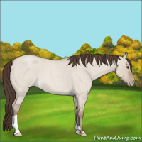 Horse Color:Classic Champagne Roan Dun 