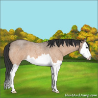 Horse Color:Bay Roan Dun Splash 