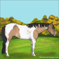 Horse Color:Bay Dun Tobiano