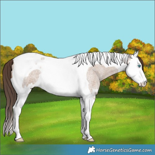 Horse Color:Classic Champagne Roan Splash Tobiano 