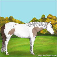 Horse Color:Classic Champagne Roan Splash Tobiano 