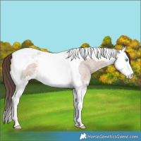 Horse Color:Classic Champagne Roan Splash Tobiano 
