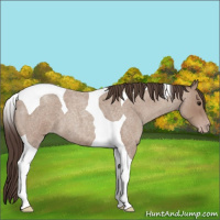 Horse Color:Classic Champagne Roan Tobiano