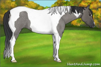 Horse Color:Grullo Roan Tobiano 