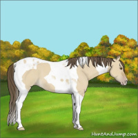 Horse Color:Classic Cream Champagne Dun Tobiano 