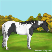 Horse Color:Black Tobiano