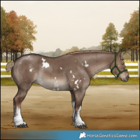 Horse Color:White Spotted Liver Red Dun Rabicano Brindle 