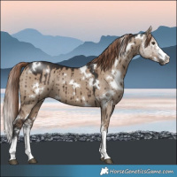Horse Color:White Spotted Liver Red Dun Sabino Brindle 