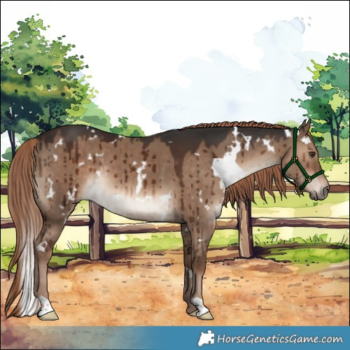Horse Color:White Spotted Liver Red Dun Rabicano Brindle