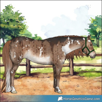 Horse Color:White Spotted Liver Red Dun Rabicano Brindle
