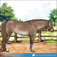Horse Color:White Spotted Liver Red Dun Rabicano Brindle