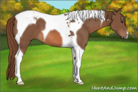 Horse Color:Chestnut Tobiano