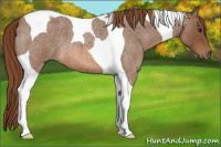 Horse Color:Red Roan Tobiano