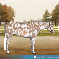 Horse Color:Red Dun Mushroom Appaloosa Brindle 