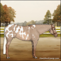 Horse Color:Red Dun Mushroom Appaloosa Brindle 