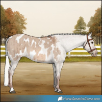 Horse Color:Red Dun Mushroom Appaloosa Brindle
