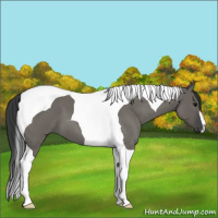 Horse Color:Grullo Roan Tobiano