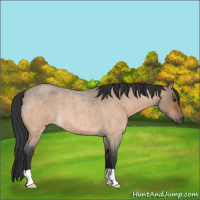 Horse Color:Brown Roan Dun