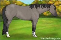 Horse Color:Grullo Roan