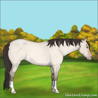 Horse Color:Sable Champagne Roan Dun 