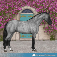 Horse Color:Gray Brown Roan 